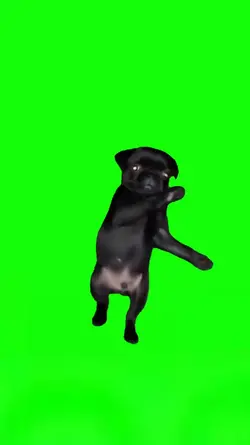 Dog Dancing