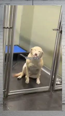 Dog core