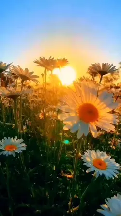 Field of flowers