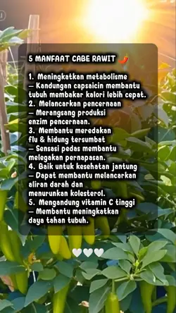 Manfaat cabe rawit
