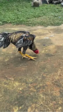 Ayam HD 