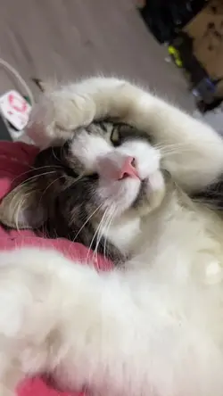 uiaa uiaaa kucing