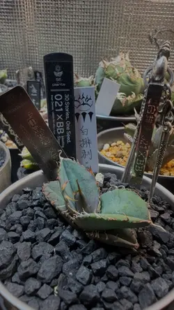 植物月次報告テンプレ音ハメak69
