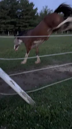 Bucking Clydesdale!!