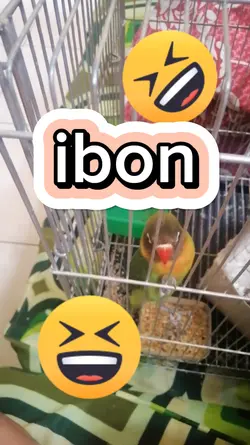 IBON