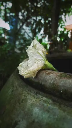 Hương mía tình em