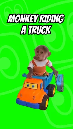 Monkey riding truck