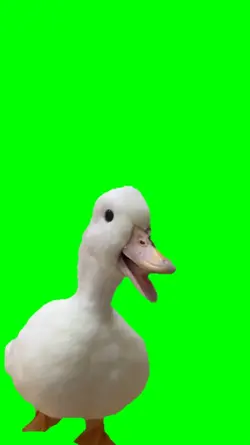 Duck laughing
