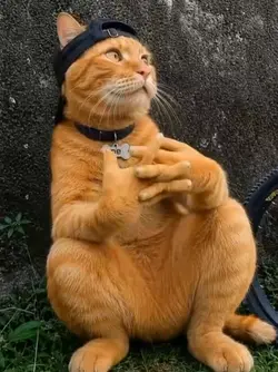 MEME LUCU