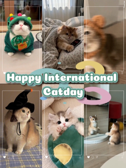 Feliz Dia Do Gato