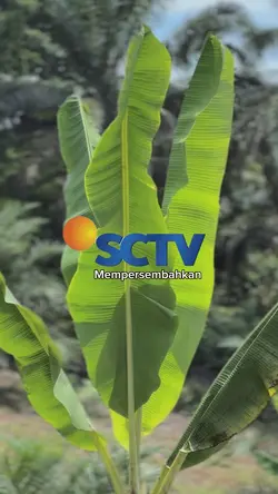 CINEMATIC HD SCTV