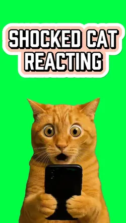 CAT SHOCKED BY PHONE