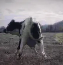 DANCING COWS