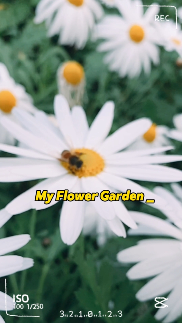 Mi jardín de flores 