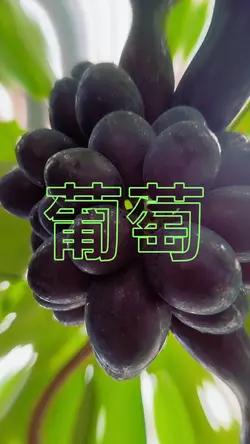 葡萄🍇