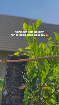 NGULIDAY