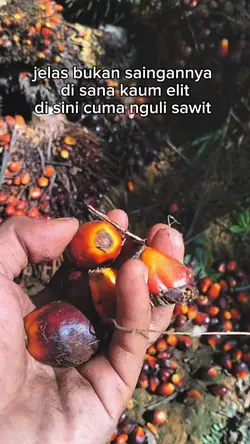 petani sawit