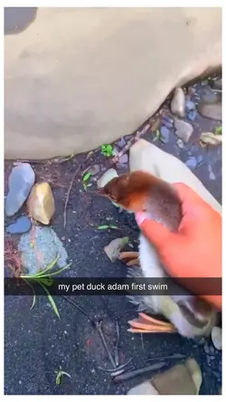 my pet