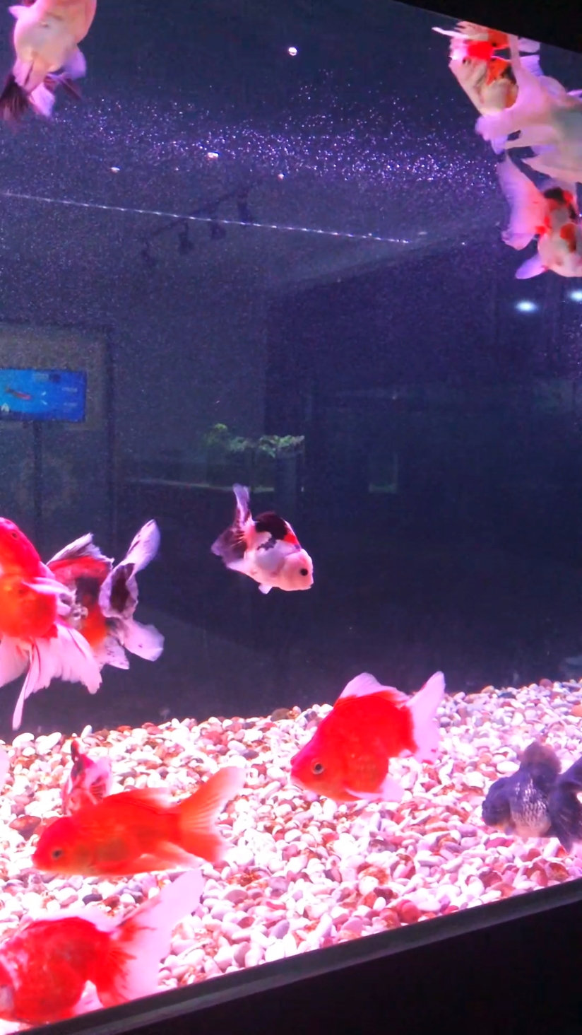 Aquarium date