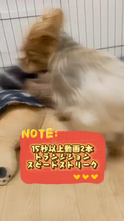 15秒動画2本連結し軽くエフェクト入れる