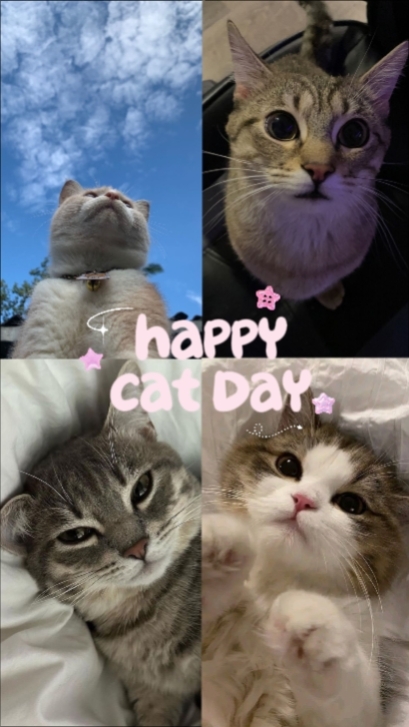 kedi günü 11 klibi