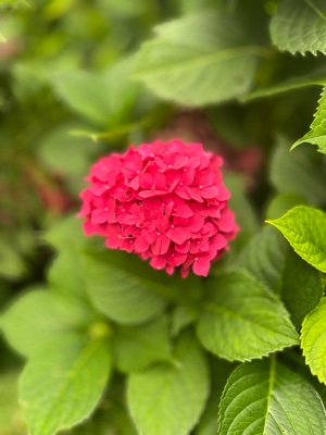 🌸🌺🌼