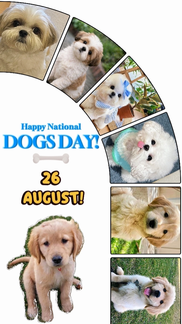 dog day