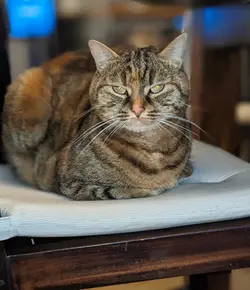 mon chatt