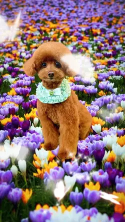 愛犬 らぶ