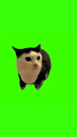 black white cat meme
