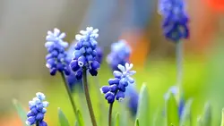 primavera 