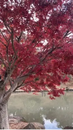 日本のもみじ🍁🍁