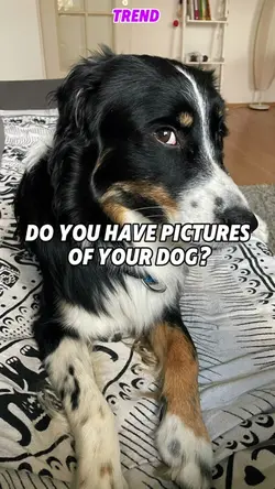 Pics of dog 