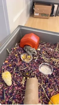 My hamster