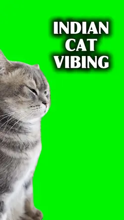 Cat Vibing 