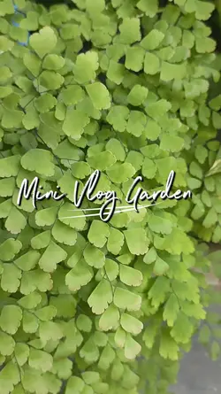 Mini Vlog Garden