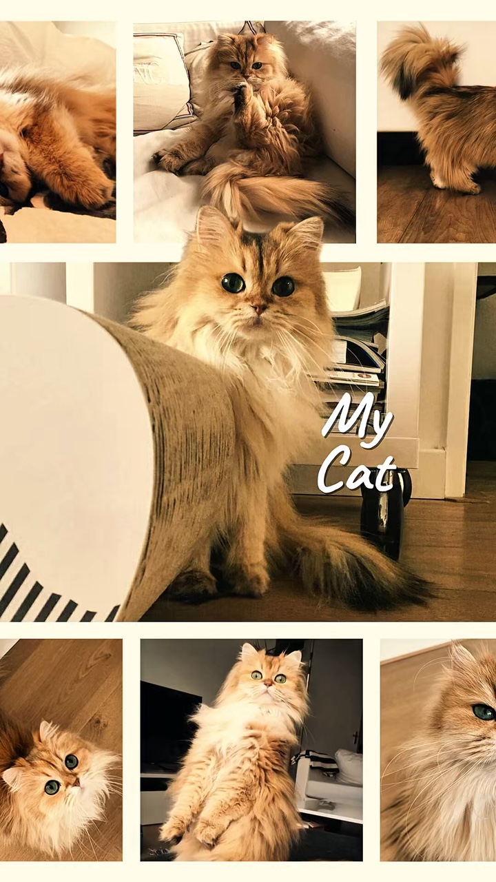 Kucing Lucu 