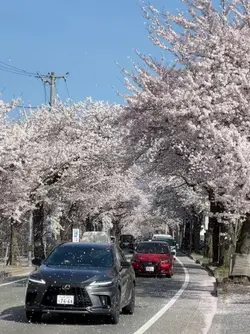 1vdio slow sakura hd