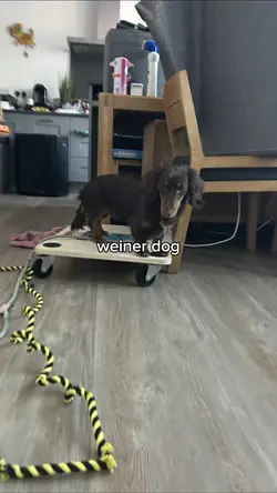 weiner dog 