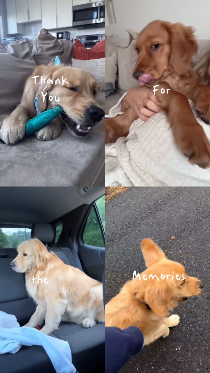 My Dog Memories