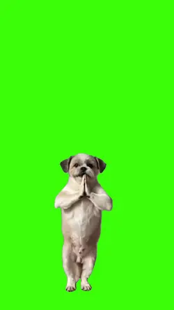 Cachorro/Dog.