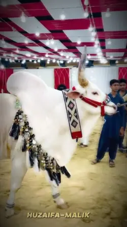Bakra Eid edit 