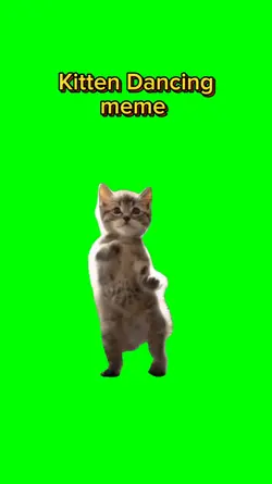 Kitten Dancing