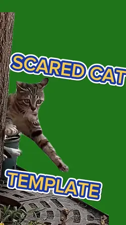 SCARED CAT TEMPLATE