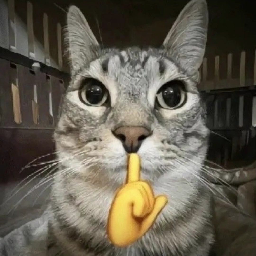 cat edit trend 