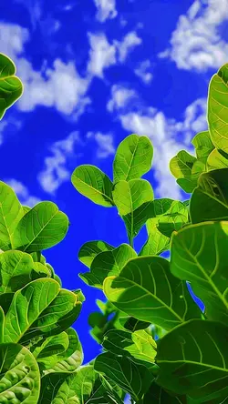 Filter iPhone jernih