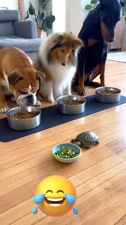 very vunny dog haha