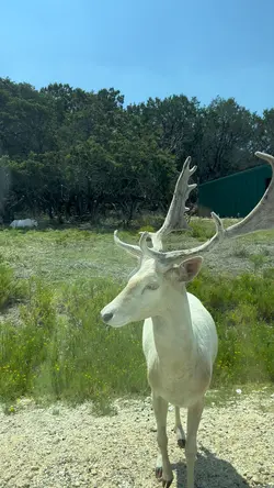 The White Deer 🥰