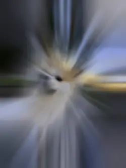 秋田犬　YMO ライディーン