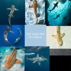 ✩sharks✭